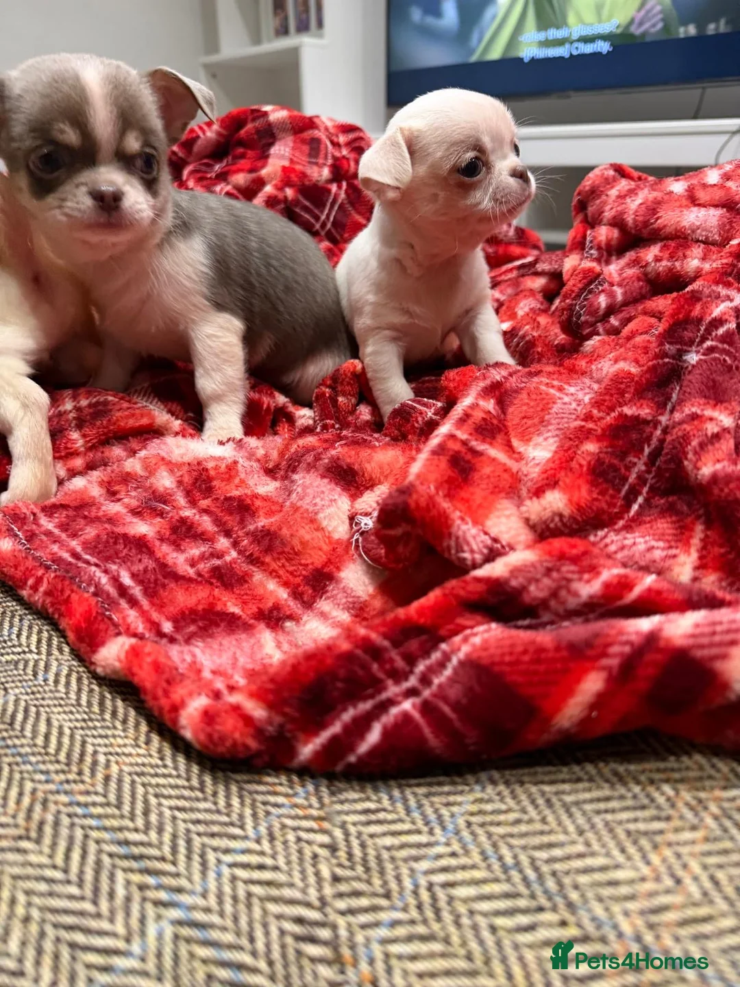 Chihuahua dogs for sale: KC registered chihuahua amazing green eyes  - Advert 6