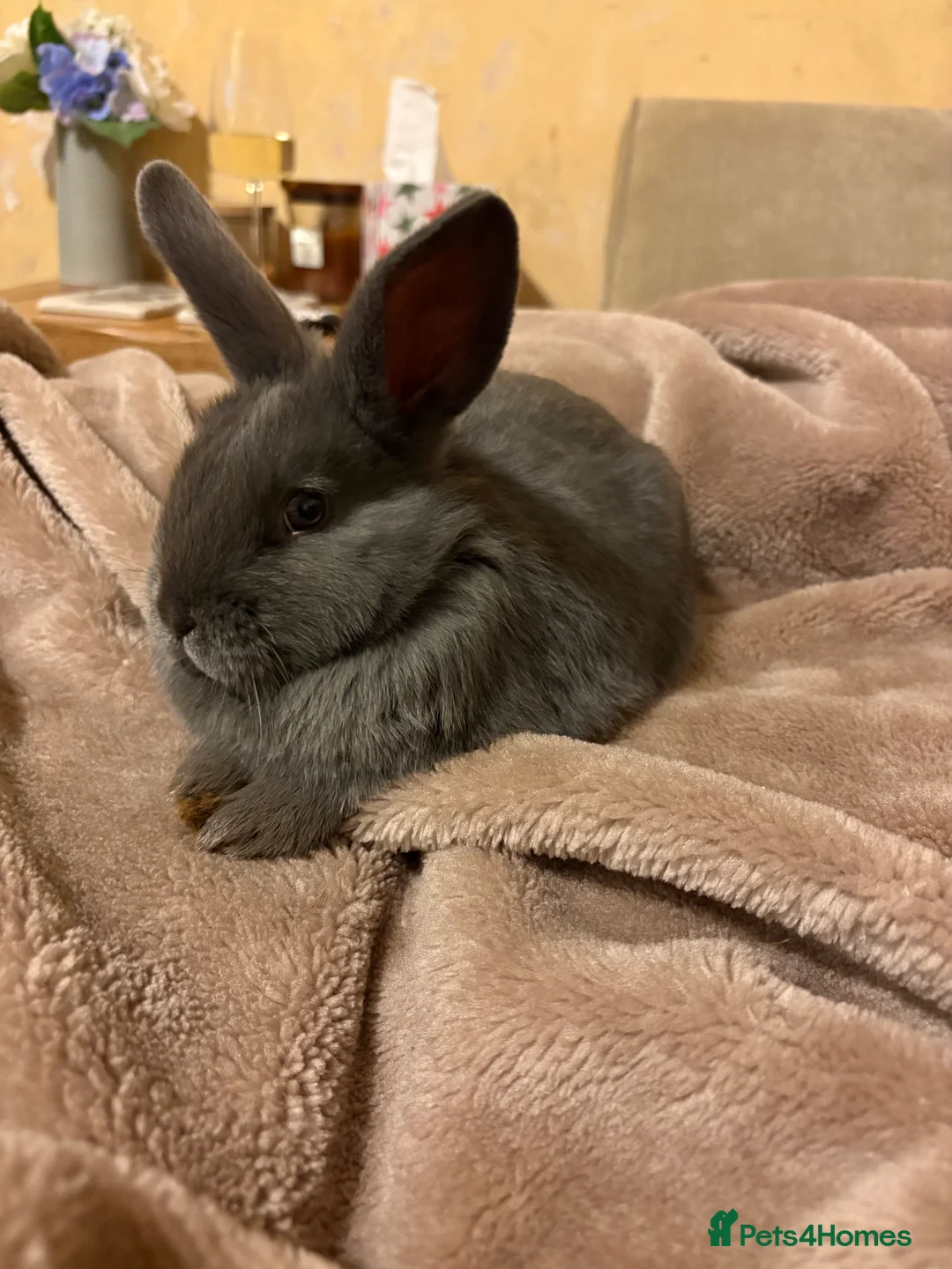 Mixed Breed rabbits for sale: Grey mixed mini lop with full set up - Advert 2