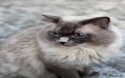 Ragdoll cats for sale: 5 beautiful blue point ragdolls - Image 10