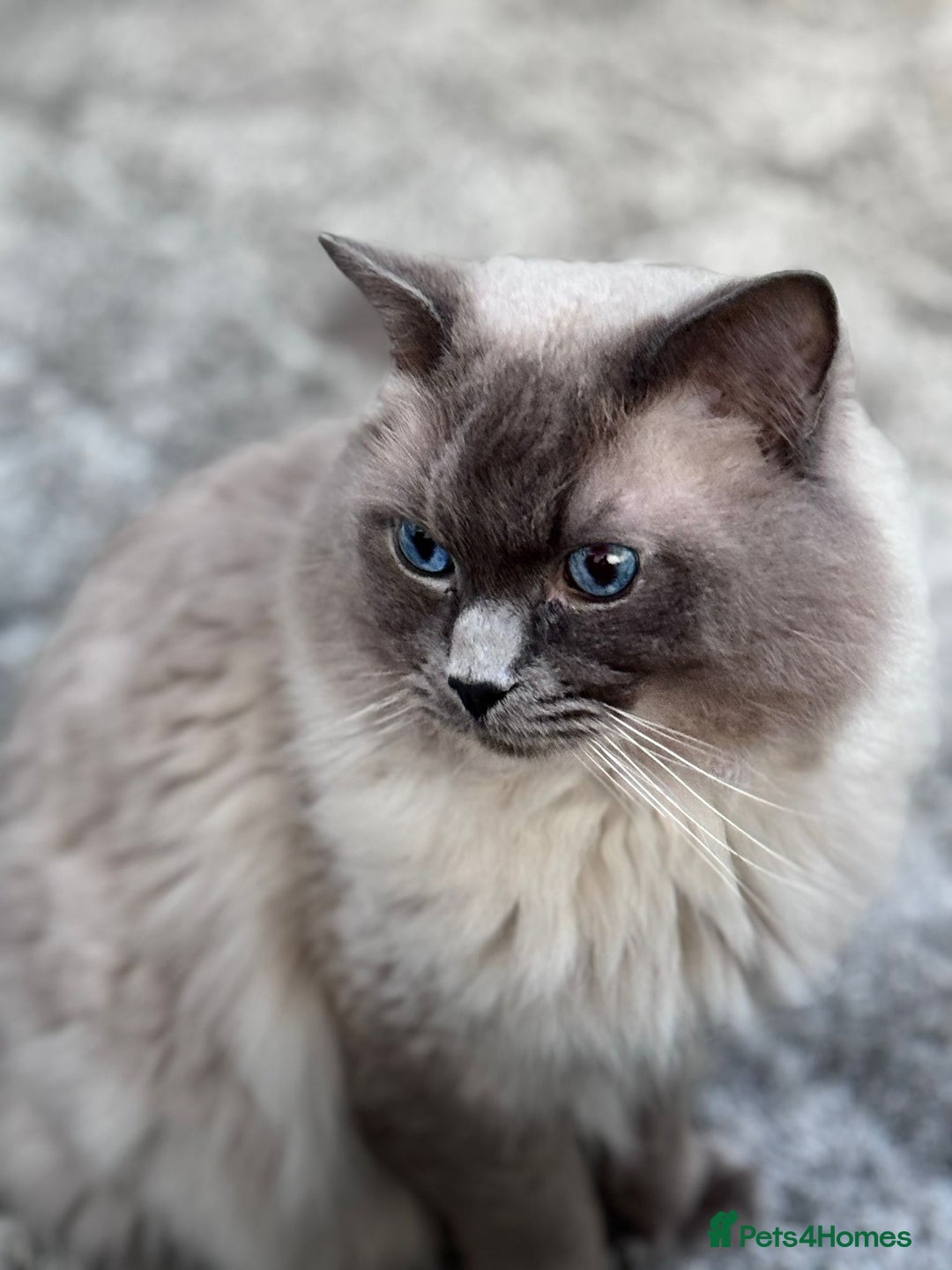 Ragdoll cats for sale: 5 beautiful blue point ragdolls - Image 10