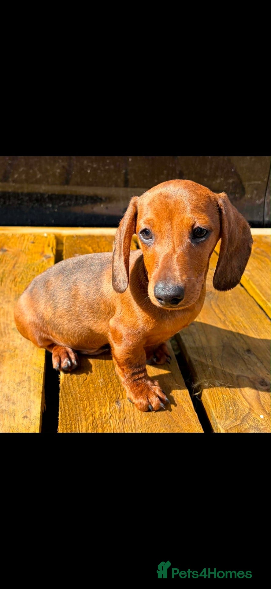 Miniature Dachshund dogs Miniature dachshund boy.  - Advert 1