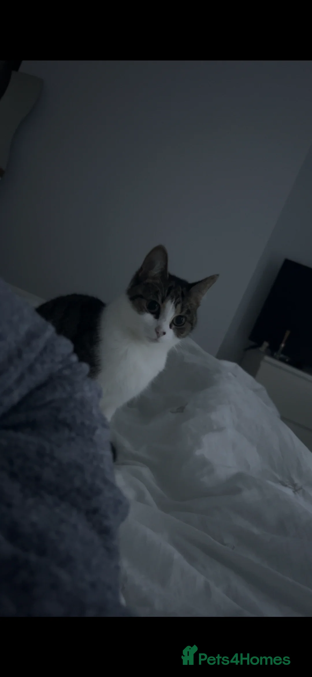 Mixed Breed cats for sale: Cat for sale  in Stourbridge - Advert 2