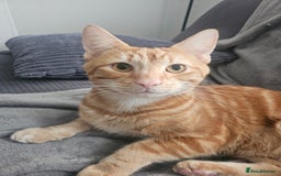 Mixed Breed cats for sale: 2 sweet brothers for sale  - Advert 5