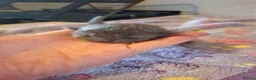 Mixed Breed cats for sale: 5 kittens  - Advert 3