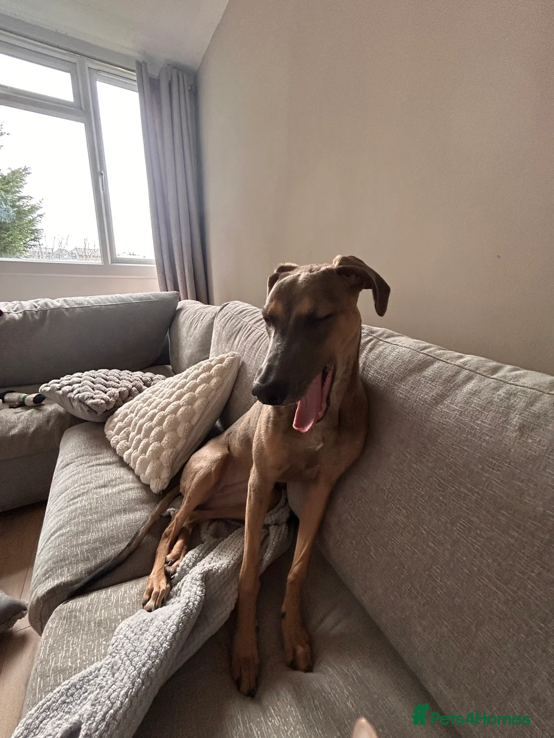 Mixed Breed dogs for sale:  Free ! 6 month puppy cane corso/ grey hound  in Chelmsford - Advert 9