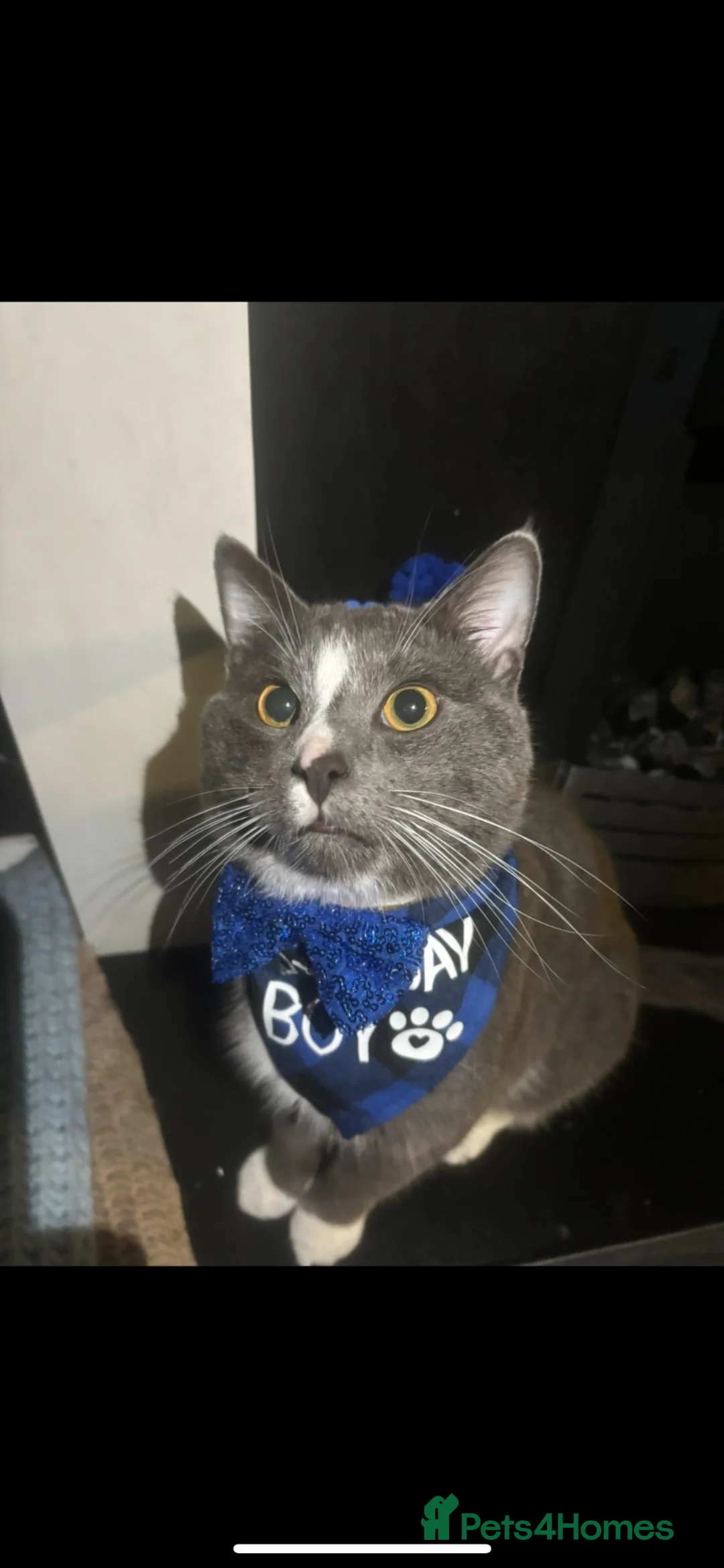 Domestic Shorthair cats for sale: Domestic Short hair cat tommy 2 years in Wolverhampton - Advert 1
