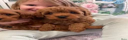 Cavapoo dogs for sale: F1B.Full DNA tested & health checked clear parents - Advert 10