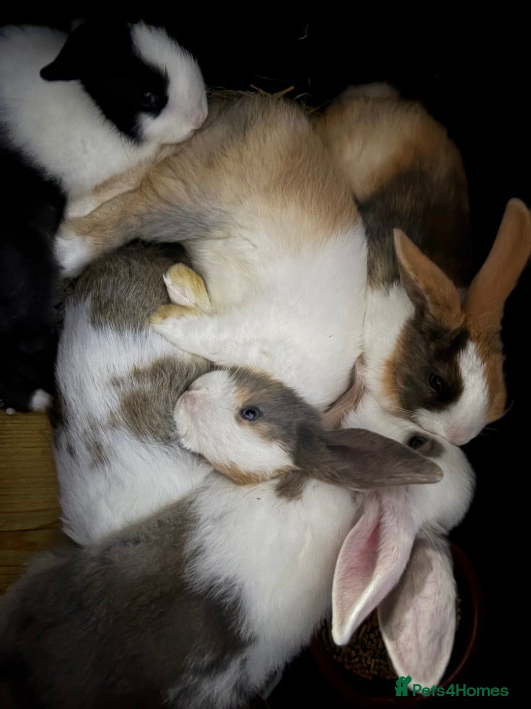 Mini Lop rabbits for sale: Rex mini lop - Image 3