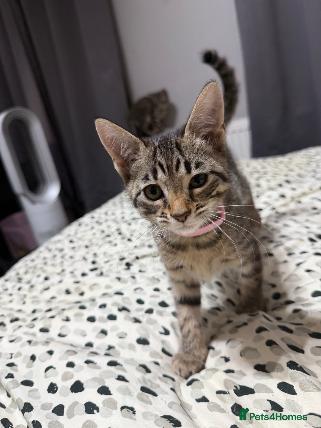 Mixed Breed cats for sale: Savannah X Siamese Kittens - Advert 8