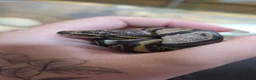 Python Snake reptiles for sale: Deposits on multiple baby ball pythons  - Advert 6