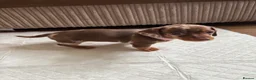 Dachshund dogs for sale: Miniature/Half-Miniature Dachshund Puppies  in Chatham - Advert 5