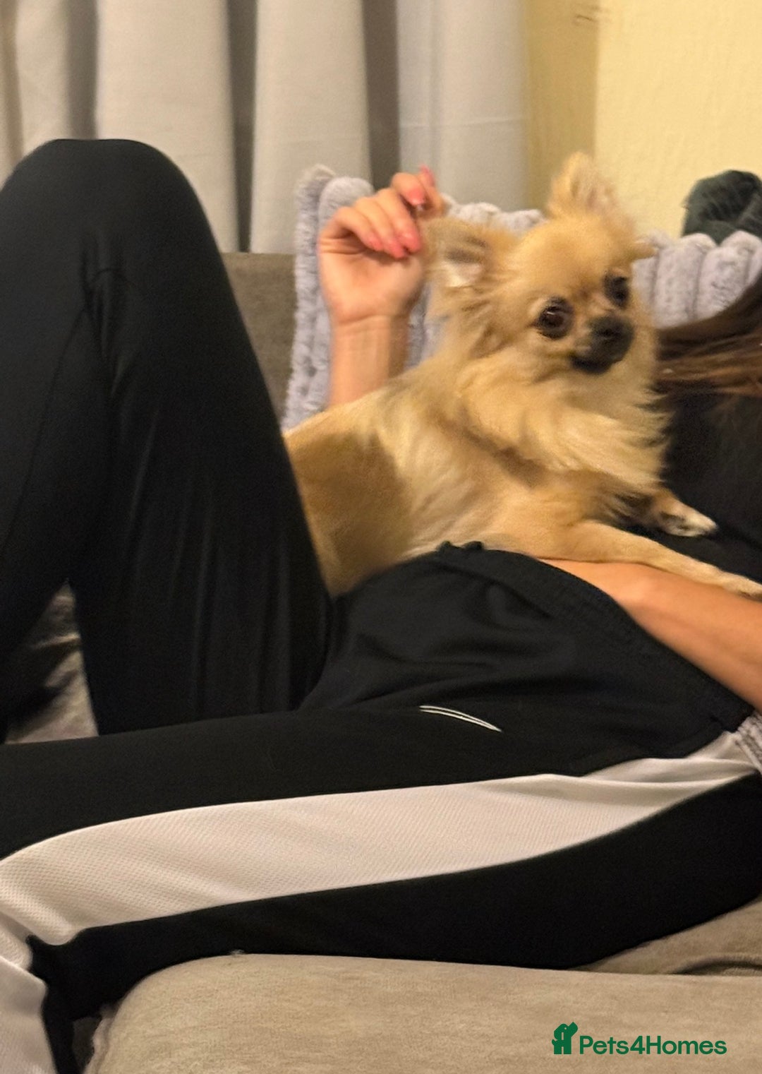 Pomchi dogs for sale: 3 beautiful pomchi - Advert 9