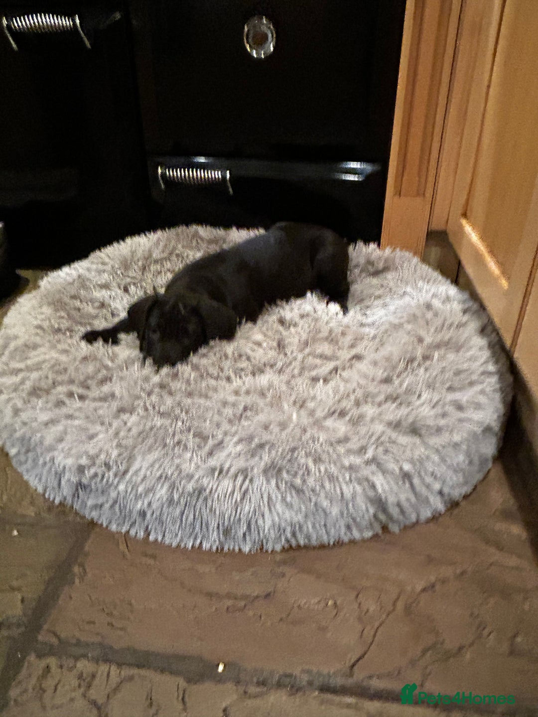 Great Dane dogs for sale: READY NOW… 3 BLACK GIRLS AVAILABLE  - Advert 4