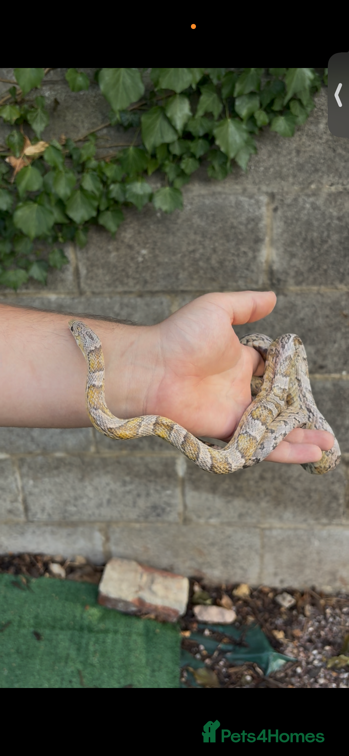 Mixed Breed reptiles Corn snakes for sale - Advert 2