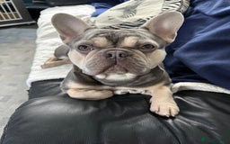 French Bulldog dogs for stud: KC Reg French Bulldog Lilac & Cream  - Image 3