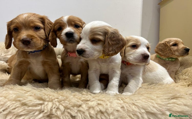 Cocker Spaniel dogs - Advert 4