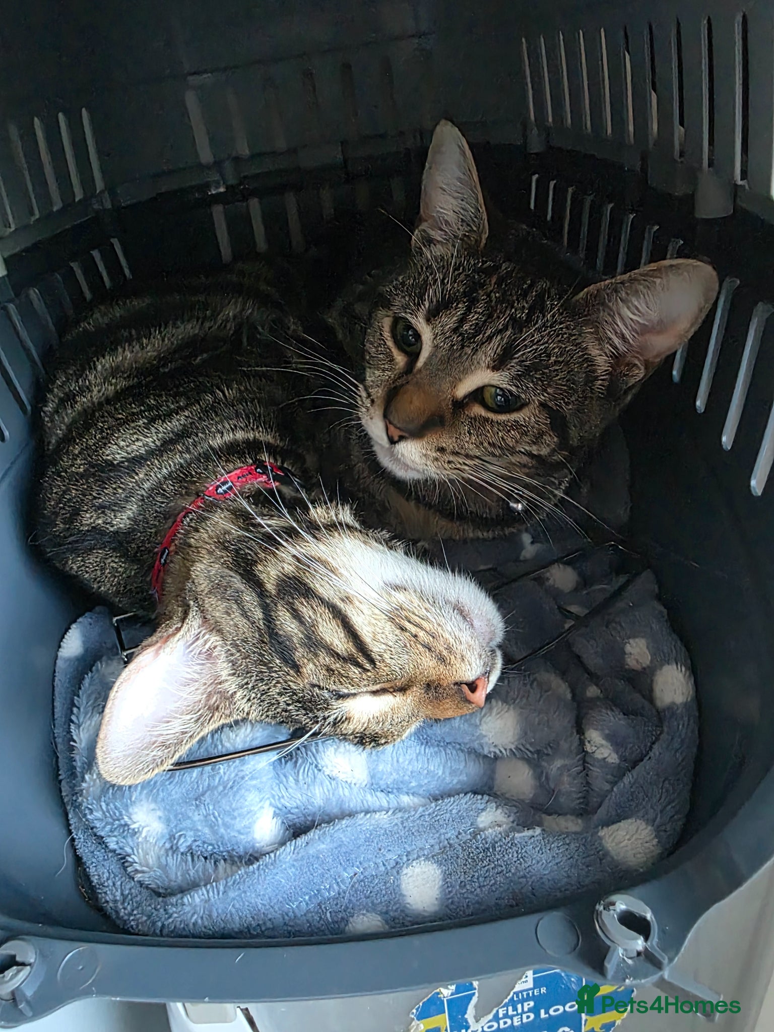 British Shorthair cats 2 CATS FOR REHOMING - Advert 11