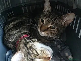 British Shorthair cats 2 CATS FOR REHOMING - Advert 2