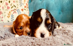 Cavalier King Charles Spaniel dogs for sale: Stunning KC Cavalier King Charles Spaniel Puppies. - Image 11