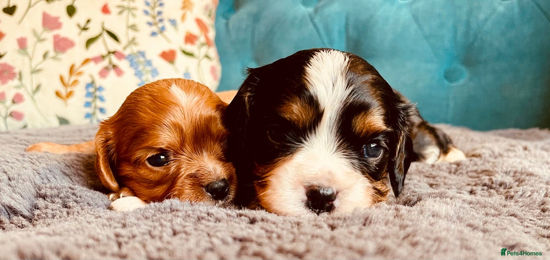 Cavalier King Charles Spaniel dogs for sale: Stunning KC Cavalier King Charles Spaniel Puppies. - Image 11