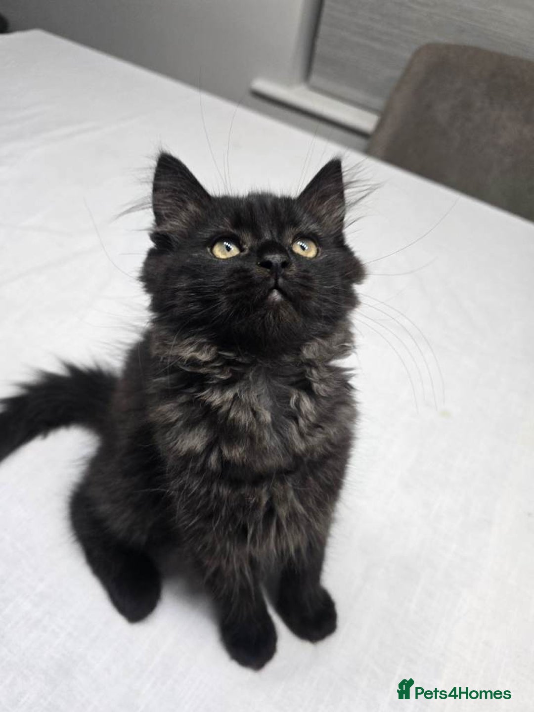 Persian cats for sale: Half Persian Kitten - Advert 1