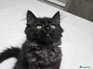 Persian cats Half Persian Kitten - Advert 3