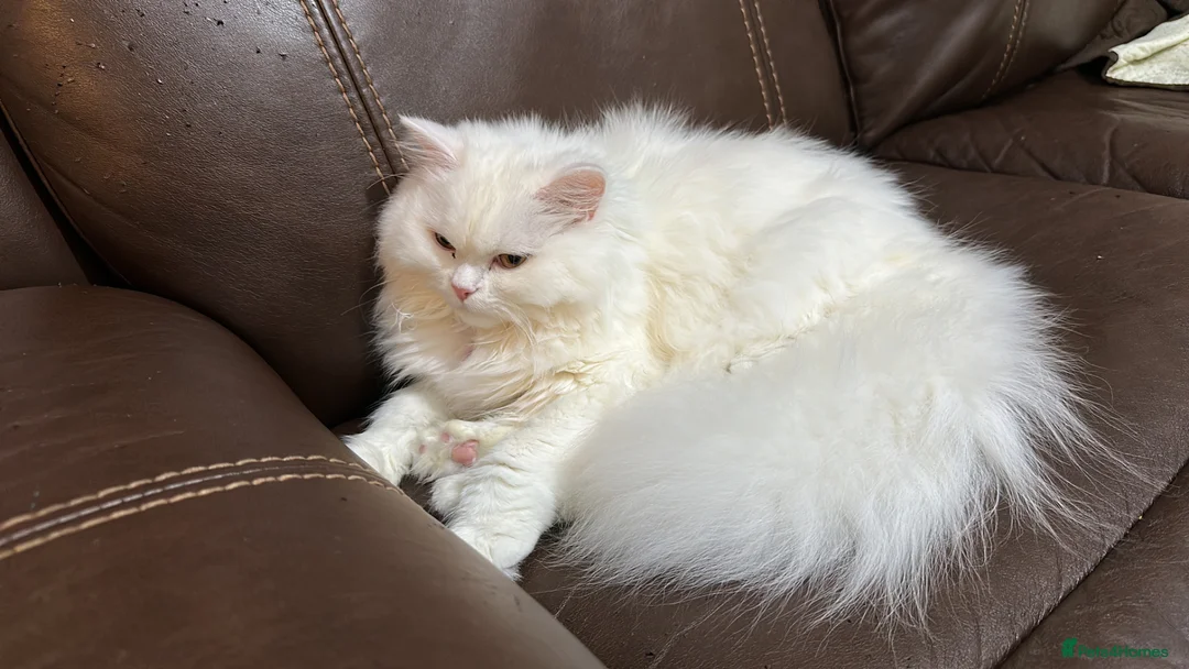 Persian cats for sale: Pure Persian - Advert 5