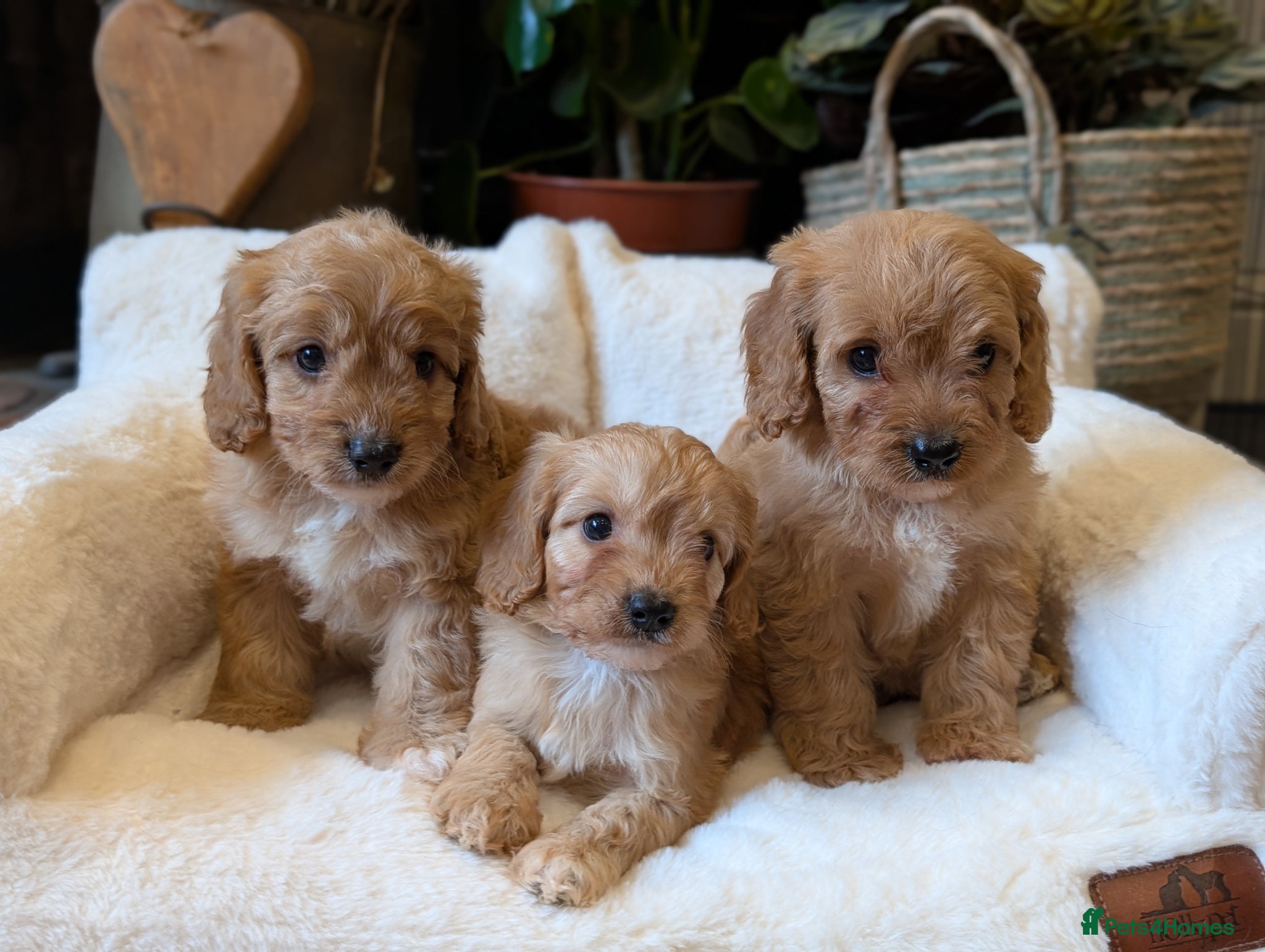 Cavapoo dogs ⭐⭐⭐⭐⭐ F1 Cavapoo puppies Health tested parents.  - Advert 1