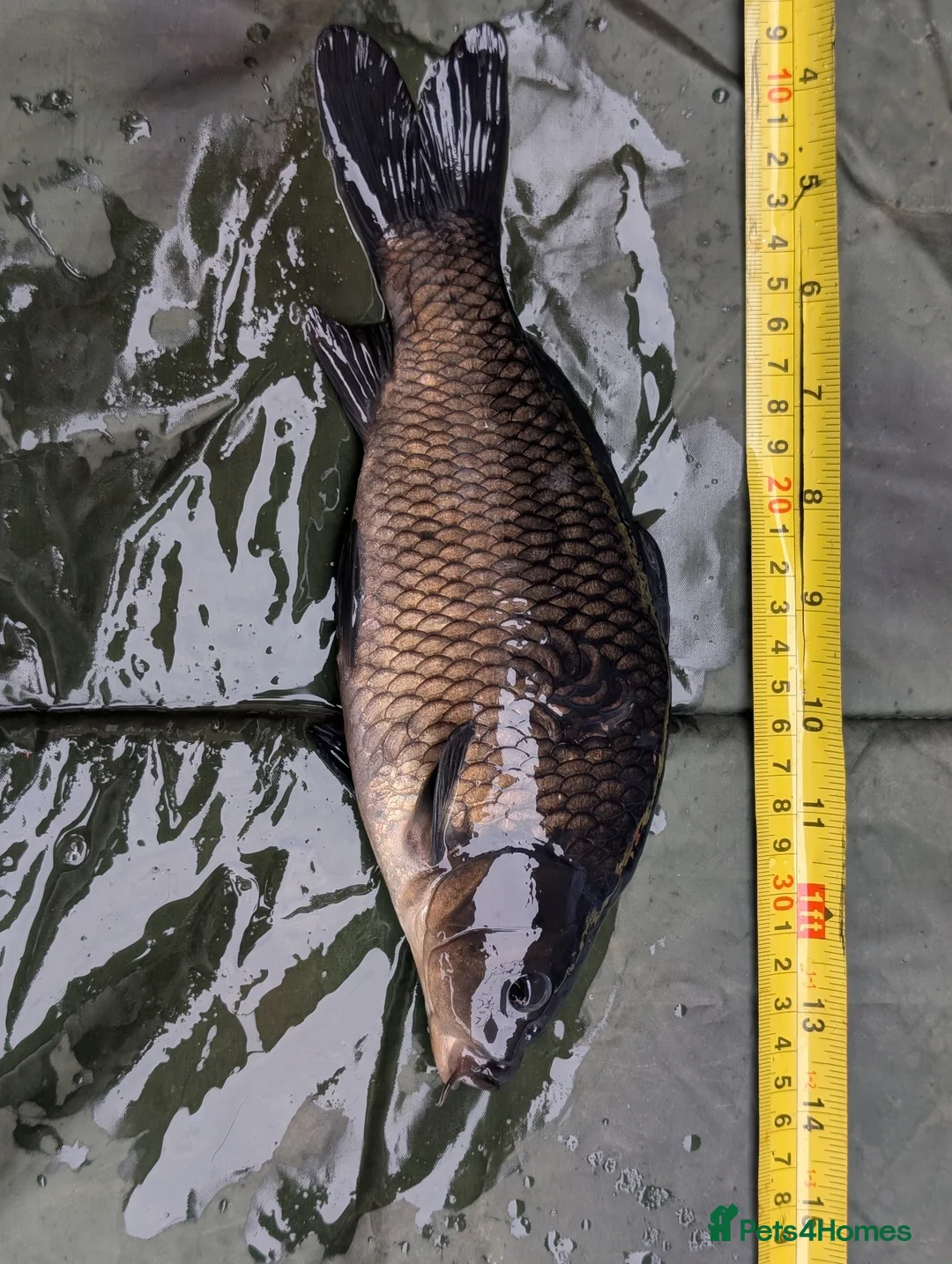 Cyprinids fish for sale: Pond fish for sale - Advert 8