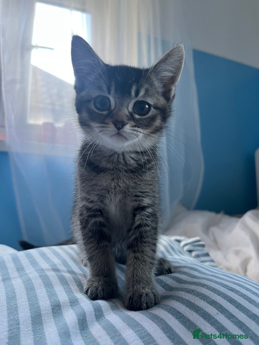 Scottish Fold cats for sale: Two Scottish Straight kittens, both female! - Advert 3