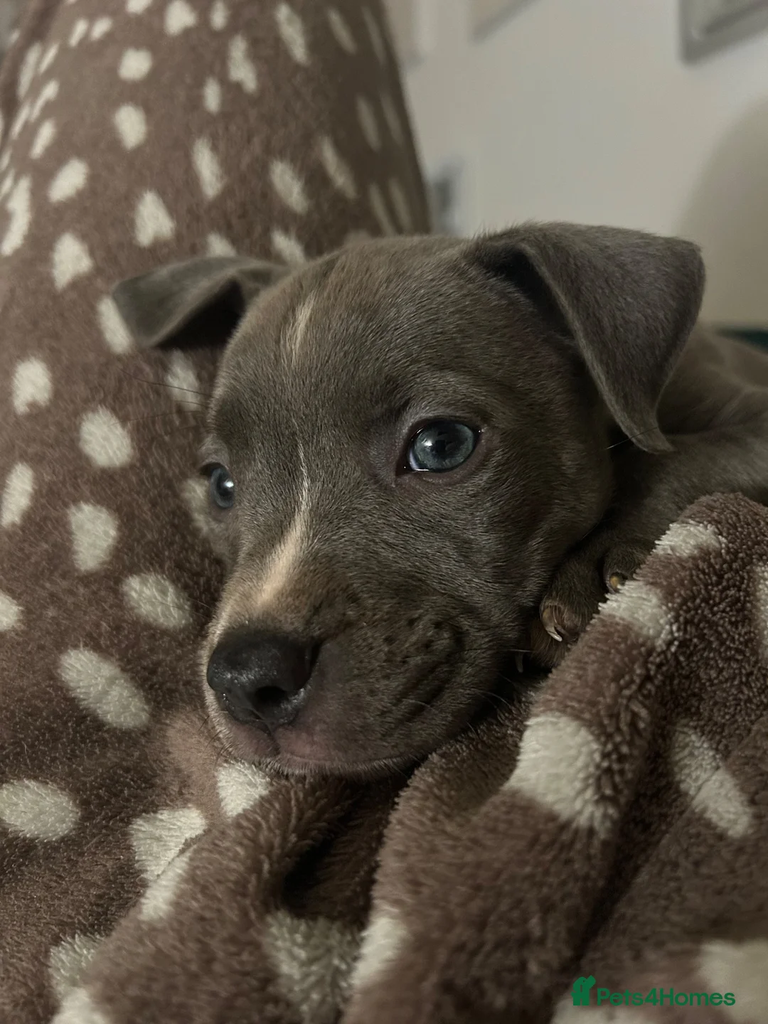 Mixed Breed dogs for sale: Blue Staffordshire bull terrier cross puppy  - Advert 2