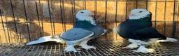 Pigeons birds for sale: SHOW TYPE WEAT OF ENGLAND TUMBLERS - Advert 4