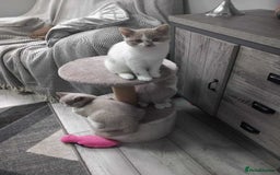 British Shorthair cats for sale: quality kittens gccf registered - Image 23