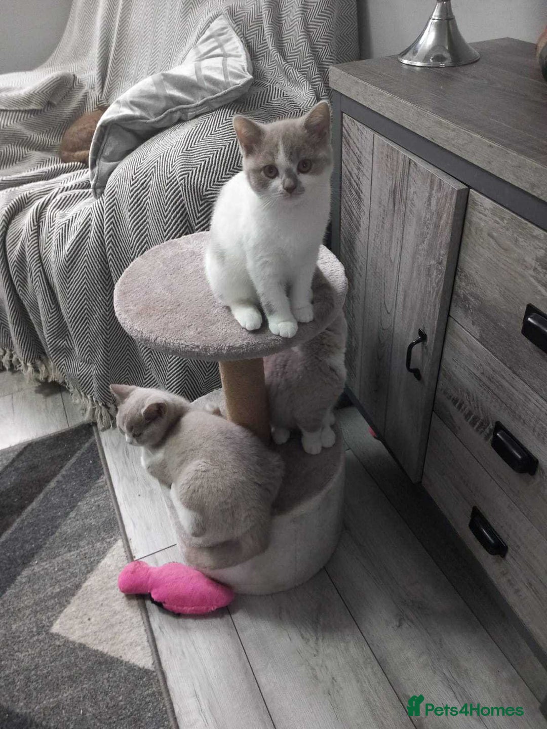 British Shorthair cats for sale: quality kittens gccf registered - Image 23