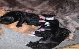 Labradoodle dogs for sale: F1b Miniature Labradoodle Puppies  - Advert 14