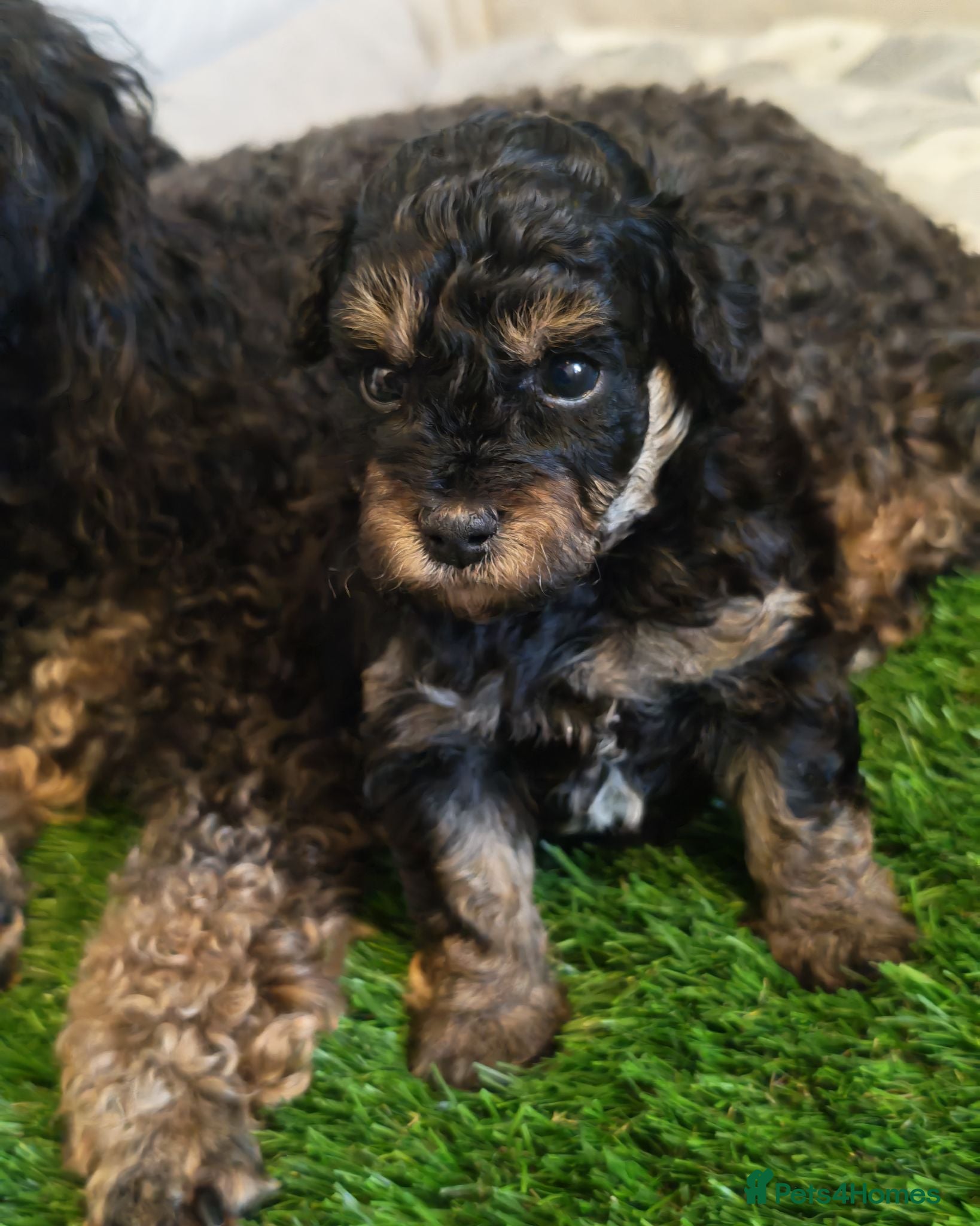 Toy Poodle dogs KC Reg Toy Poodle Puppies Health tested parents - Advert 2