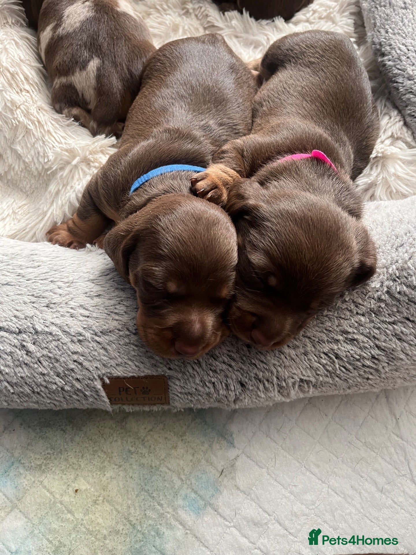 Miniature Dachshund dogs Mini dachshund  - Advert 8