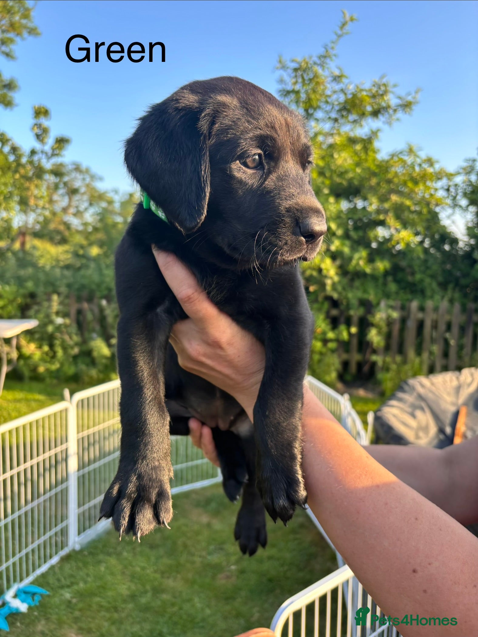 Labrador Retriever dogs for sale: 8 beautiful Black Labrador puppies for sale  - Advert 8