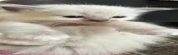 Ragdoll cats for sale: ⭐️ Meet Our Beautiful Ragdoll Babies ⭐️ - Advert 5