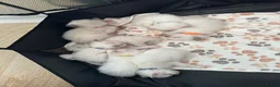 Ragdoll cats for sale: Ragdoll Kittens in Brighton - Advert 28