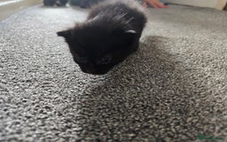 British Longhair cats for sale: 5 beautiful fluffy kittens – 4 girls, 1 boy - Image 7