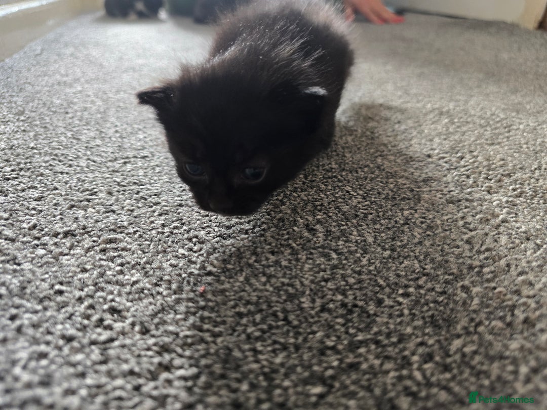 British Longhair cats for sale: 5 beautiful fluffy kittens – 4 girls, 1 boy - Image 7