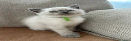 British Shorthair cats for sale: British shorthair Colorpoint kittens - Advert 11