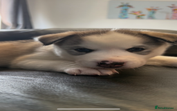 Siberian Husky dogs for sale: Siberian husky - Image 4