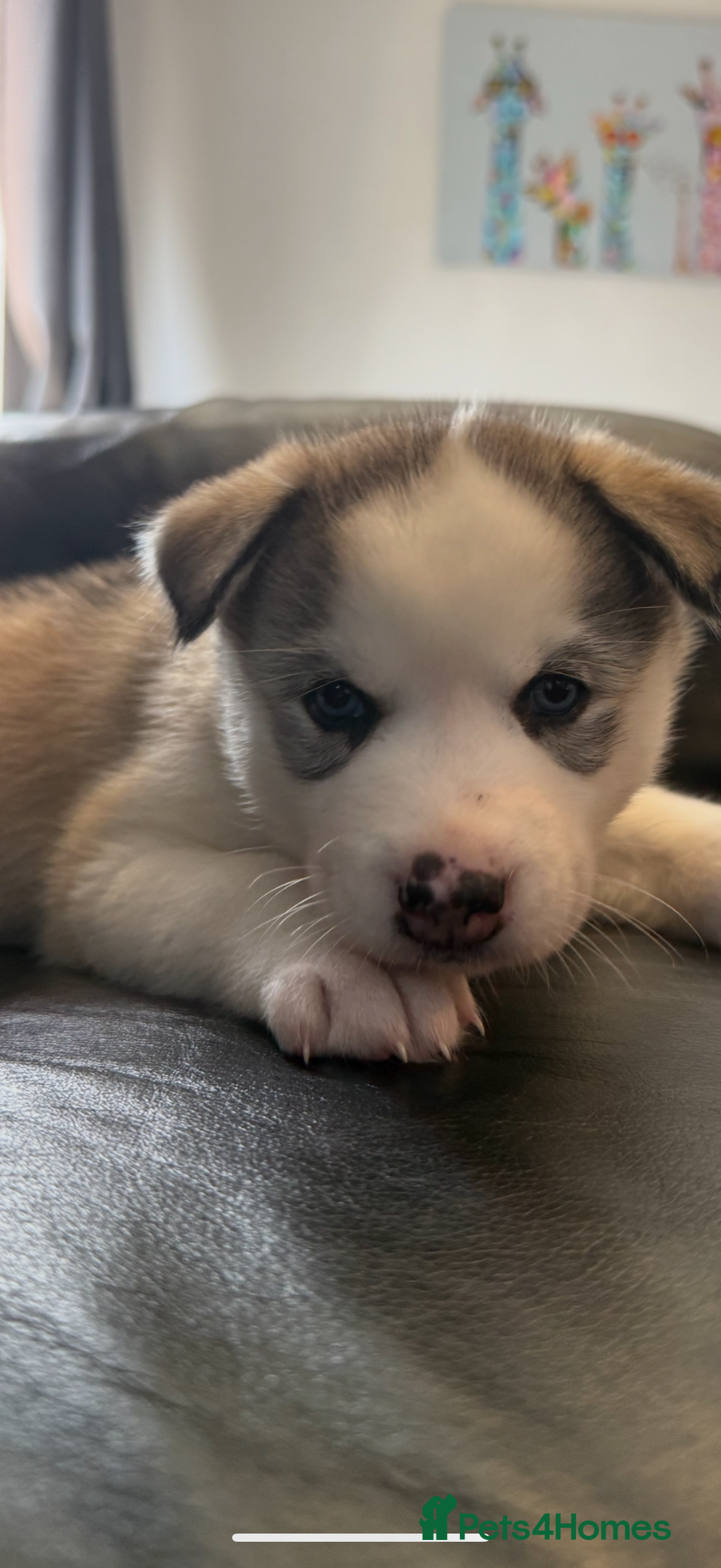 Siberian Husky dogs for sale: Siberian husky - Image 4