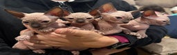 Sphynx cats for sale: Sphynx kittens for sale - Advert 1