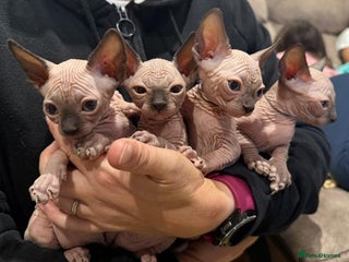 Sphynx cats Sphynx kittens for sale - Advert 1