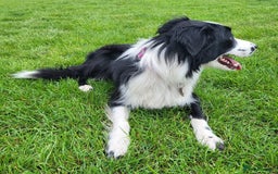 Border Collie dogs for sale: Georgeous Female Border Collie. 18 months old.  - Image 4