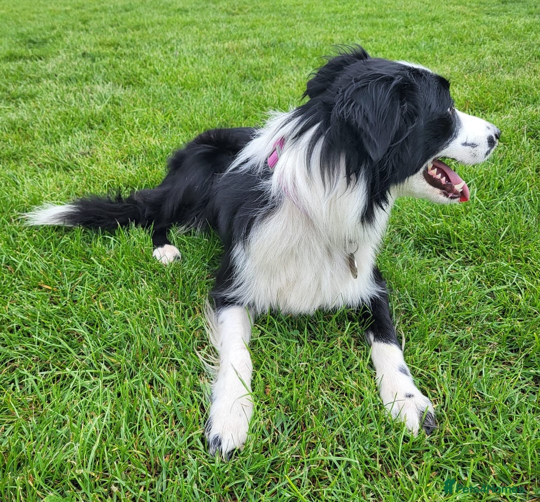 Border Collie dogs for sale: Georgeous Female Border Collie. 18 months old.  - Image 4