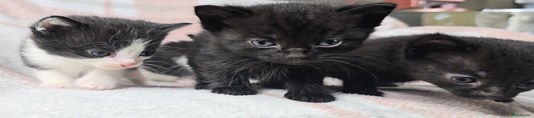 Maine Coon Kitten 2